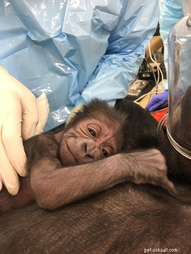 19 Adorable Animal Moments Guaranteed to Warm Your Heart