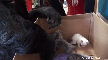 19 Adorable Animal Moments Guaranteed to Warm Your Heart