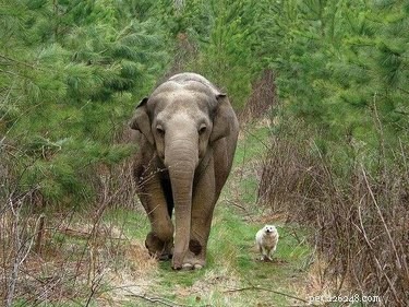 19 Adorable Animal Moments Guaranteed to Warm Your Heart