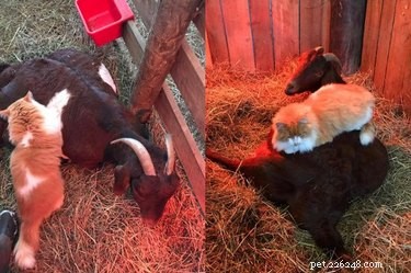 19 Adorable Animal Moments Guaranteed to Warm Your Heart