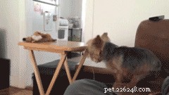 19 Delightful Ways Your Pet Dodges Everyday Responsibilities