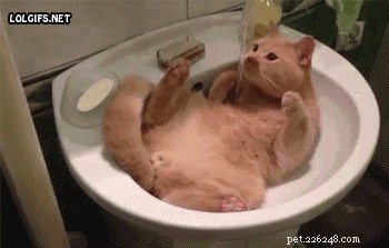 19 Delightful Ways Your Pet Dodges Everyday Responsibilities