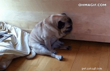 19 Delightful Ways Your Pet Dodges Everyday Responsibilities