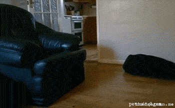 19 Delightful Ways Your Pet Dodges Everyday Responsibilities