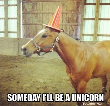 23 Hilarious Horse Photos That Will Make You Laugh Out Loud