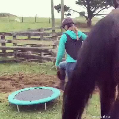23 Hilarious Horse Photos That Will Make You Laugh Out Loud