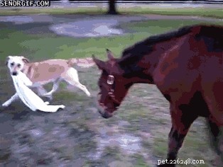 23 Hilarious Horse Photos That Will Make You Laugh Out Loud