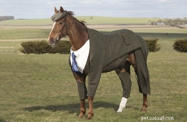 23 Hilarious Horse Photos That Will Make You Laugh Out Loud