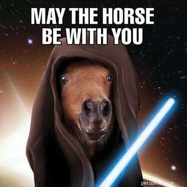 23 Hilarious Horse Photos That Will Make You Laugh Out Loud