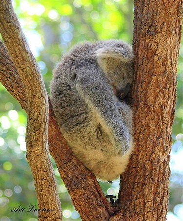 18 Remarkable Animal Sleep Positions That Will Surprise You