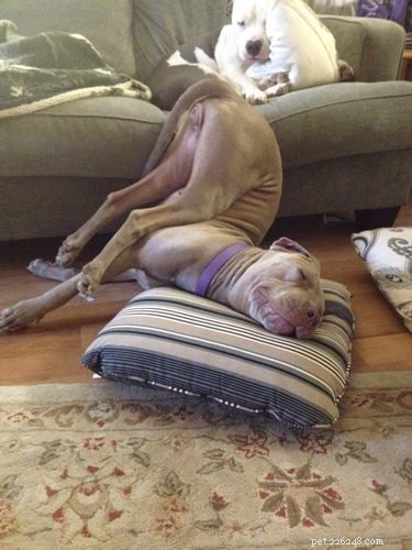 18 Remarkable Animal Sleep Positions That Will Surprise You