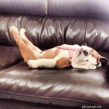 18 Remarkable Animal Sleep Positions That Will Surprise You