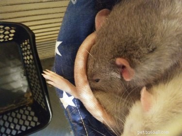 18 Remarkable Animal Sleep Positions That Will Surprise You