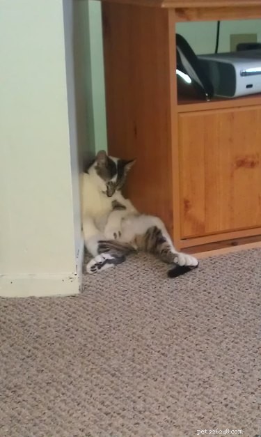 18 Remarkable Animal Sleep Positions That Will Surprise You