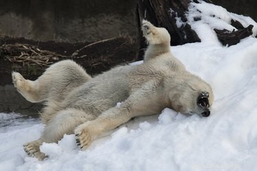 18 Remarkable Animal Sleep Positions That Will Surprise You