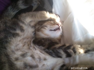 18 Remarkable Animal Sleep Positions That Will Surprise You