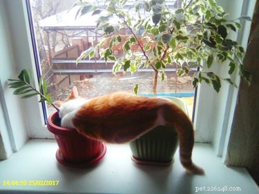 18 Remarkable Animal Sleep Positions That Will Surprise You