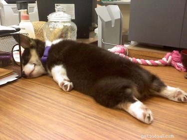 18 Remarkable Animal Sleep Positions That Will Surprise You