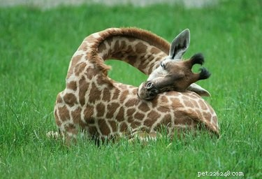 18 Remarkable Animal Sleep Positions That Will Surprise You