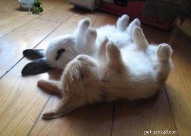 18 Remarkable Animal Sleep Positions That Will Surprise You