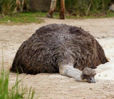 18 Remarkable Animal Sleep Positions That Will Surprise You