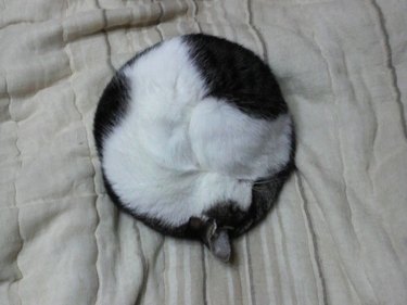 18 Remarkable Animal Sleep Positions That Will Surprise You