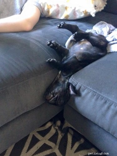 18 Remarkable Animal Sleep Positions That Will Surprise You