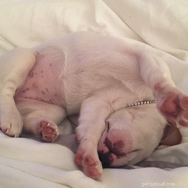 18 Remarkable Animal Sleep Positions That Will Surprise You