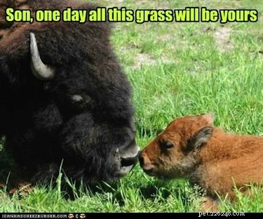 20 Remarkable Animals That Show Exceptional Dad Qualities