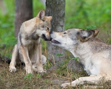 20 Remarkable Animals That Show Exceptional Dad Qualities