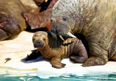 20 Remarkable Animals That Show Exceptional Dad Qualities