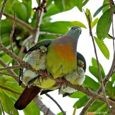 20 Remarkable Animals That Show Exceptional Dad Qualities