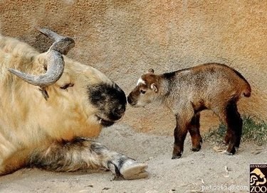 20 Remarkable Animals That Show Exceptional Dad Qualities