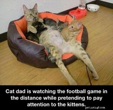20 Remarkable Animals That Show Exceptional Dad Qualities