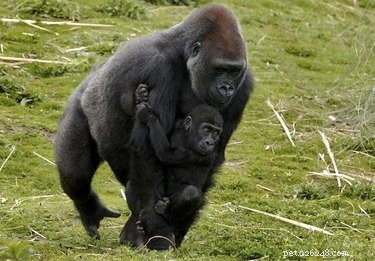 20 Remarkable Animals That Show Exceptional Dad Qualities