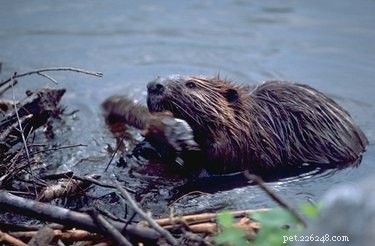 20 Remarkable Animals That Show Exceptional Dad Qualities