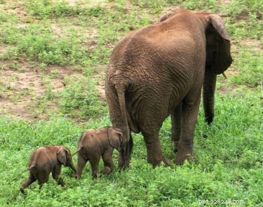 20 Remarkable Animals That Show Exceptional Dad Qualities