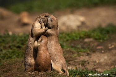 20 Remarkable Animals That Show Exceptional Dad Qualities