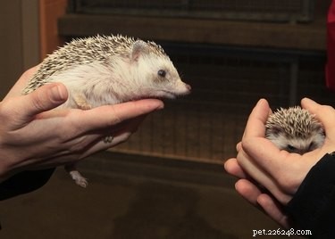 20 Remarkable Animals That Show Exceptional Dad Qualities