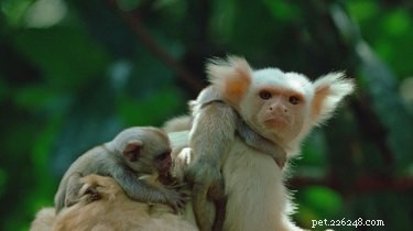 20 Remarkable Animals That Show Exceptional Dad Qualities