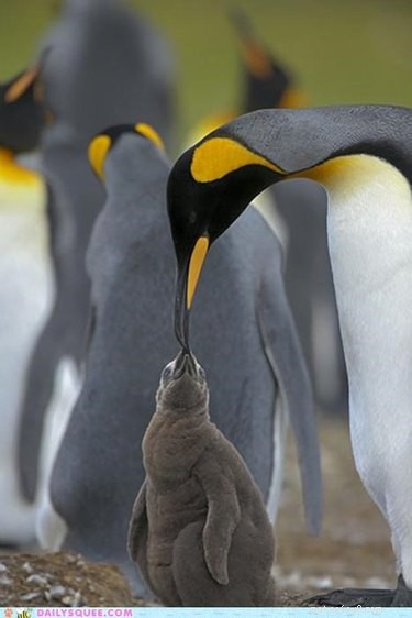 20 Remarkable Animals That Show Exceptional Dad Qualities