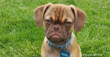 17 Pets Who Struggle With Adulting Today