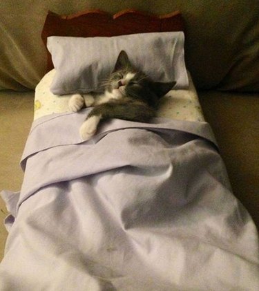 17 Pets Who Struggle With Adulting Today