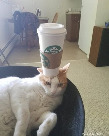 17 Pets Who Struggle With Adulting Today