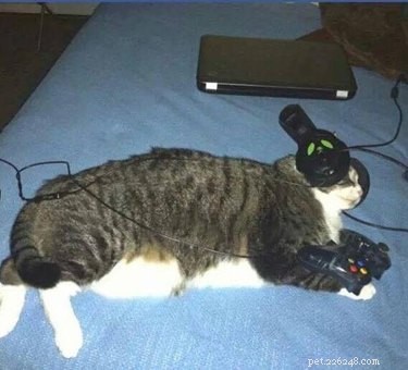 17 Pets Who Struggle With Adulting Today