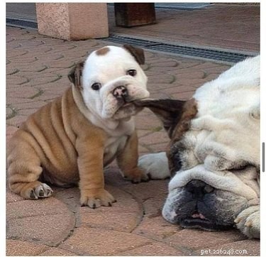 17 Pets Who Struggle With Adulting Today