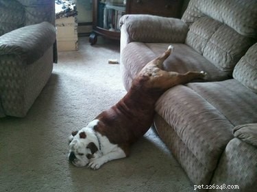 17 Pets Who Struggle With Adulting Today