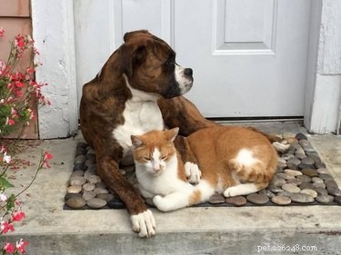 17 Pets Who Struggle With Adulting Today