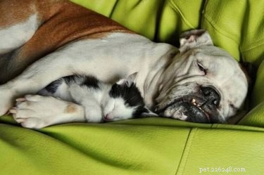 17 Pets Who Struggle With Adulting Today