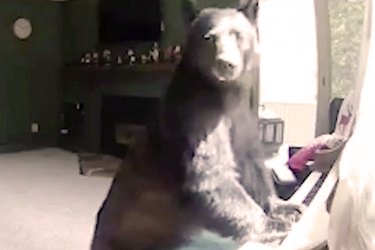 Vail Home Invasion: Black Bear Plays Piano, Surprising Residents